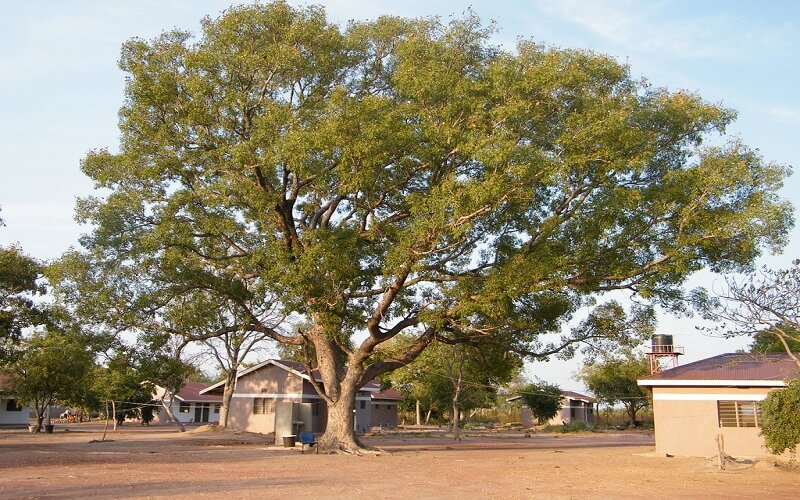 cây xà cừ là nguồn nguyên liệu thường gặp trong sản xuất nội thất ở Việt Nam